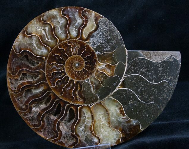Split Ammonite Fossil (Half) #8007